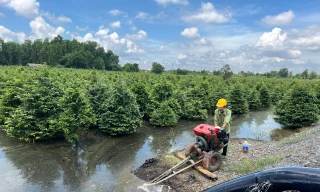 Nông dân Bình Lợi 'căng mình' cứu mai vụ Tết