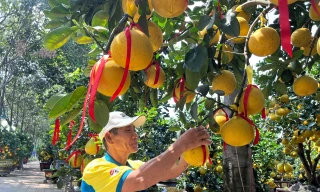 Đã mắt ngắm vườn bưởi Diễn tiền tỷ mỗi năm tụ họp một lần tại TPHCM