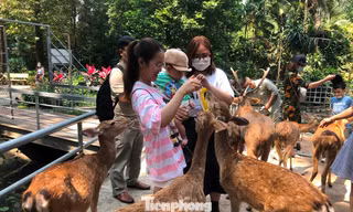 Bất ngờ doanh thu của vườn thú từng bị 'sờ gáy' vì nợ thuế 