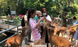 Bất ngờ doanh thu của vườn thú từng bị 'sờ gáy' vì nợ thuế 