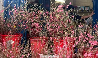 Đào mini đổ bộ Sài thành, giá rẻ đến bất ngờ