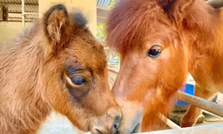 Bé ngựa lùn siêu đáng yêu 'đốn tim' du khách ở Thảo Cầm Viên