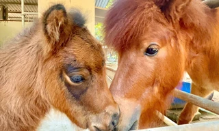 Bé ngựa lùn siêu đáng yêu 'đốn tim' du khách ở Thảo Cầm Viên