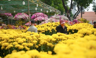 Hoa cười, người khóc ngày 28 Tết