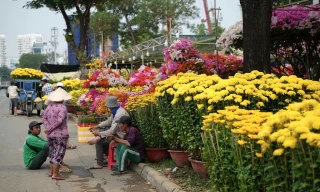 Buồn 'phát khóc' giữa bạt ngàn hoa Tết ở TPHCM 