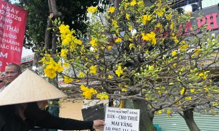 Thuê hoa kiểng chơi Tết: ‘Lên đời’ thú chơi xuân