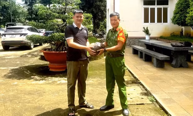 Tê tê quý hiếm 'đi lạc' ra đường ở Đồng Nai 