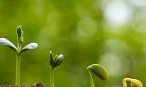 Trắc nghiệm: Hãy thử gieo 100 hạt mầm, bạn thấy có bao nhiêu hạt sẽ nảy mầm?