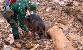 Huy động chó nghiệp vụ tìm kiếm 4 nạn nhân bị vùi lấp ở Lũng Cú