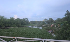 Bèo, rác ngập ngụa kênh thoát nước cạnh khu công nghiệp ở Phú Thọ