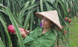 Vùng đất khó khăn vươn lên mạnh mẽ khi tìm được hướng đi phù hợp