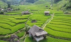 Mát mắt với màu xanh lúa non ruộng bậc thang ở Sa Pa