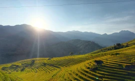 Đắm chìm trong 'mùa vàng gây thương nhớ' ở Sa Pa 