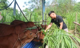 Từ vùng tái định cư thành điểm sáng kinh tế mới ở cửa ngõ Tuyên Quang