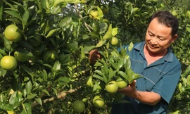 Những vườn cam trĩu quả tạo sinh kế bền vững cho bà con trên vùng núi cao của Tuyên Quang