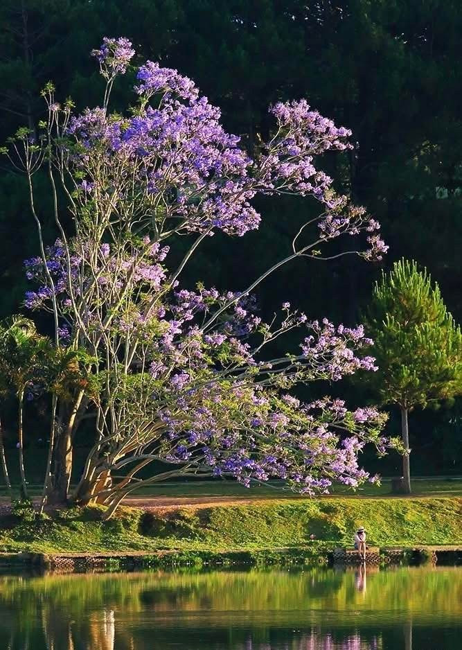 Cây phượng tím hàng chục năm tuổi bên hồ Xuân Hương Đà Lạt bị bão 13 'quật  ngã' | Báo điện tử Tiền Phong