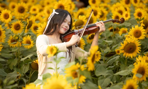 Thảm hoa hướng dương tại Hà Nội thu hút các bạn trẻ