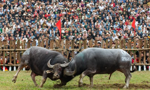 ẢNH: Kịch tính lễ hội 'đấu ngưu' làng Hải Lựu