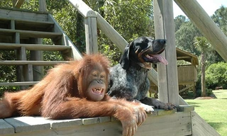 Tình bạn của đười ươi và chó - nỗi đau được xoa dịu khi chăm sóc người khác 