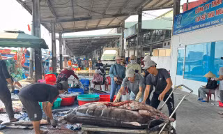 Không khí lao động nhộn nhịp tại Cảng cá Hòn Rớ.