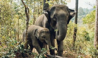 Ấn Độ: 17 người thiệt mạng trong 1 tuần, nghi bị voi dữ tấn công 