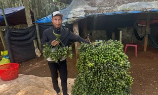 Cuối vụ, thương lái Trung Quốc kén hàng khiến giá cau tươi "tụt giốc".