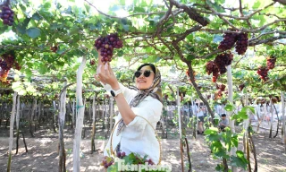 Ninh Thuận còn mê hoặc lòng người bởi những vườn nho trĩu quả.