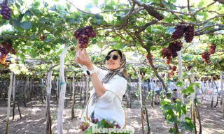 Ninh Thuận còn mê hoặc lòng người bởi những vườn nho trĩu quả.