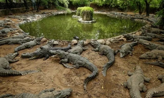 Thiếu nữ bị cá sấu tấn công tử vong 