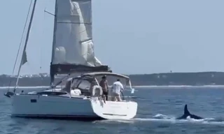 Cá voi sát thủ tấn công du thuyền, 9 người thoát chết