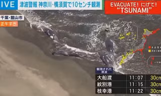 Động đất ở Nga đánh dạt 4 con cá voi khổng lồ vào bờ biển Nhật Bản