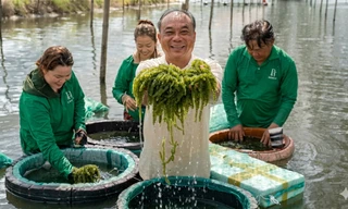 Rong nho biển hướng phát triển kinh tế mới cho bà con dân biển. 