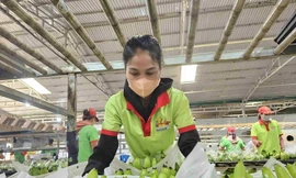 Nghịch lý tiêu chuẩn kép nông sản Việt - kỳ 4: Thị trường nội địa 'dễ dãi' với hàng kém chất lượng?