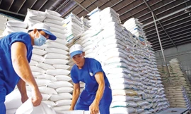 Gạo Việt đi đâu về đâu khi Philippines, Indonesia siết nhập khẩu? 