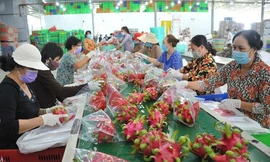 Quy định mới về truy xuất sản phẩm của Trung Quốc tác động gì tới hàng Việt?