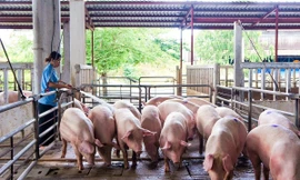 Giá lợn hơi giảm mạnh 