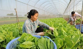 Chuyên gia chỉ thẳng bất cập rau quả xuất khẩu có vùng trồng, trong nước bỏ ngỏ