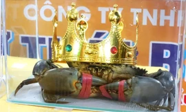 Gia hạn thời gian nhận ‘thí sinh’ thi vua cua Cà Mau