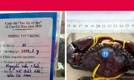 'Vua cua' Cà Mau suýt mất ngôi phút chót