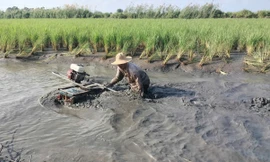 'Quậy bùn' bắt tôm càng xanh 