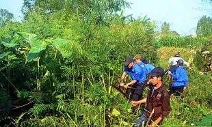 Sinh vật ngoại lai lan rộng: Nguy cơ mất rừng, nghẽn sông, đe dọa an ninh sinh thái