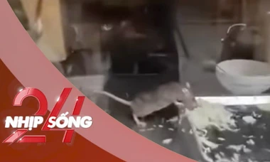 NHỊP SỐNG 24: Chuột thản nhiên gặm rau, thịt trong tủ bánh mì ở Hà Nội gây sốc