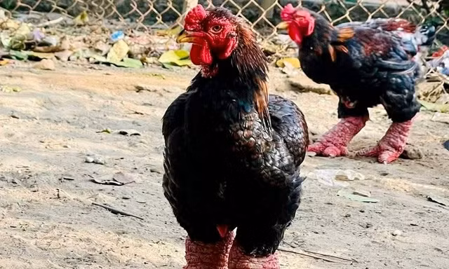 Hàng tuyển 'gà tiến vua' ở Hưng Yên đắt khách