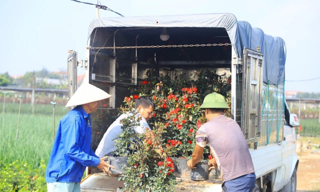 Hà Nội: Thủ phủ hoa Mê Linh 'chạy nước rút' vụ Tết