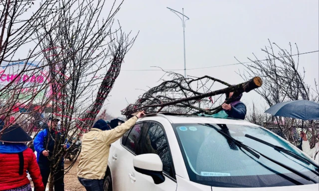 Chở đào Tết trên nóc ô tô: Lưu ý để đảm bảo an toàn và không sai luật