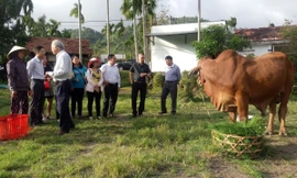 Xã Krông Bông trao tặng bò giống cho các hộ dân có hoàn cảnh khó khăn.