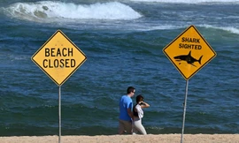 Người đàn ông tử vong vì bị cá mập tấn công khi lướt sóng 