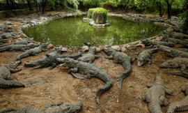 Thiếu nữ bị cá sấu tấn công tử vong 