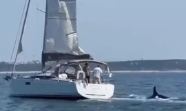 Cá voi sát thủ tấn công du thuyền, 9 người thoát chết