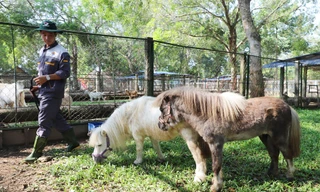 Du khách thích thú xem cặp ngựa lùn 'độc nhất vô nhị' 